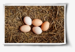 Chick Eggs In Nest Png #4375607