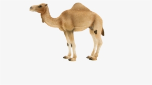 Arabian Camel #4375675