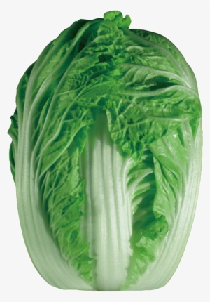 Chinese Cabbage Hd Png - 没 人 爱 的 孩子 #4375928