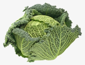 Cabbage Transparent Vegetables - Savoy Cabbage #4375959