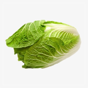 Chinese Cabbage - Kínai Kel #4375990