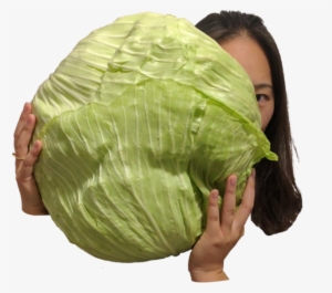 Arab Cabbage - Cabbage #4376162