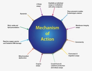Mechanism Of Action Studies - Cytokines Mechanism Of Action #4376744