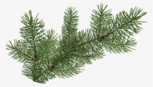 Pine Tree Branch - Portable Network Graphics #4377025 Pine Tree Branch - Portable Network Graphics #4377025