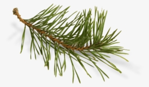 Long Needle Pine Png Clip Art Library - Sweatshirt #4377138
