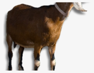 Goat Png Transparent Images - Meat #4377829