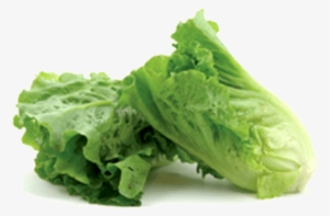 Romaine Lettuce - Romaine Lettuce Png #4378472