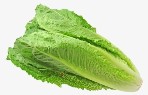 Cdc Updates Romaine Lettuce E - Lettuce #4378579