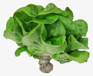 All Live Plants - Live Butter Lettuce #4378871