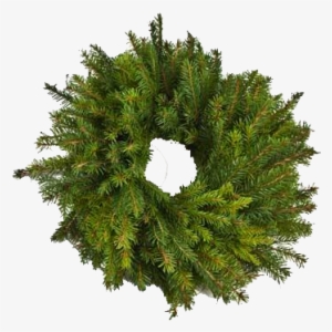 Christmas Wreath, Spruce - Archive #4378877
