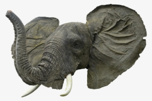 Elephant Head Png - Elephant Face Png #4379780