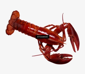 Lobster - Healthy Eating With Myplate (set) #4380260