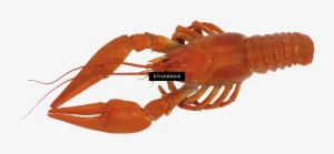 Lobster - Spiny Lobster #4380504