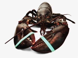 Fresh Atlantic Lobster - Bogavante #4380545