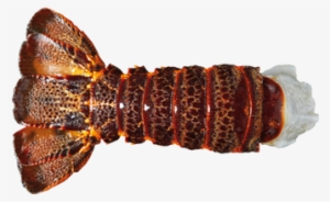 Raw Rock Lobster Tail By Sapmer - Lobster Tail Transparent #4380927
