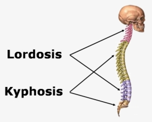 The Position Adopted By A Person Will Affect The Musculoskeletal - Vertebral Column #4381031