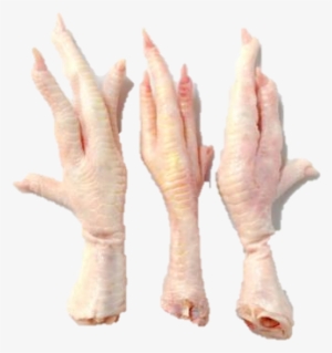 Chicken-feet - Transparent Chicken Feet #4381536