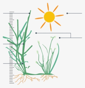 It Is A Perennial Grass Suitable For Warm Season Climates - Buffalo Grass #4382095