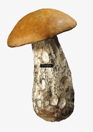 Mushroom - Fungus #4382136