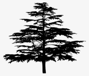 Spruce Fir Christmas Tree Larch #4382672 Spruce Fir Christmas Tree Larch #4382672