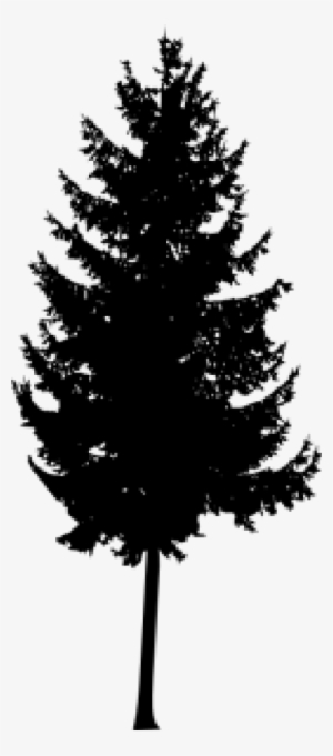 Free Png Pine Tree Silhouette Png Images Transparent - Portable Network ...