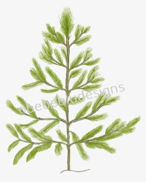 Pine Tree - Christmas Tree #4382984