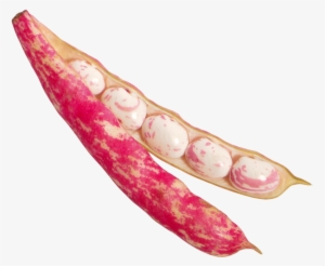 Beans Png Image - Bean #4384858