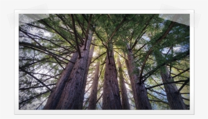 Mount Hermon Redwoods - Pond Pine #4385041