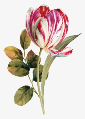 Painting Tulip - Oil Painting Flowers Png #4385240