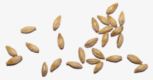 Ipec Malt - Malt Grain Png #4385594