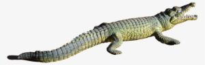 Alligator Png File - Repteis Com Fundo Transparente #4387664