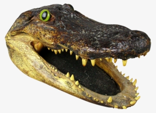Alligator Head Png Graphic Library - Alligator Head Png #4388085