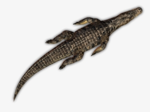 Croc Swim 2 - Crocodile Top View Swimming #4388120
