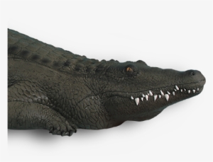 Alligator - American Crocodile #4388125