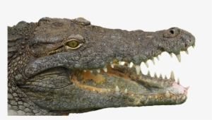 Crocodile Head Png #4388148