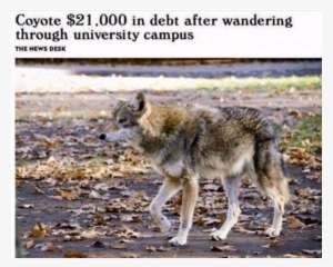 The Coyotes Behind - Coyote $21000 In Debt Meme #4388998