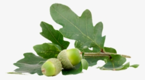 Acorn Png With Green Leaves - Жолуді Пнг #4390668