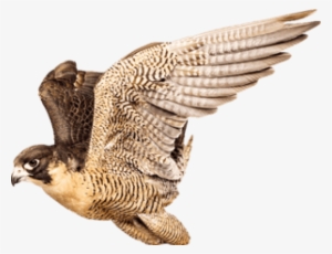 Free Png Falcon Png Images Transparent - Хищная Птица На Прозрачном Фоне #4391002