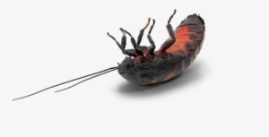 Cockroach Png Transparent Background - Madagascar Hissing Cockroach #4391777