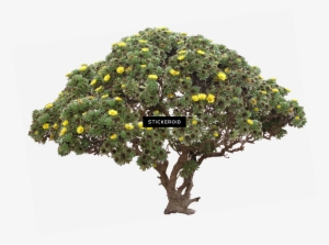 Tree Bush - Portable Network Graphics #4393037