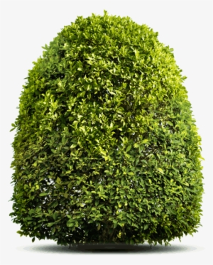 Utah Landscape Shrub Care - Mantiburi No.442 Grünes Herz #4393137