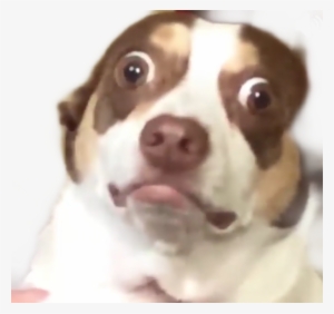 Yeah I Got You On Camera Dog #4394496