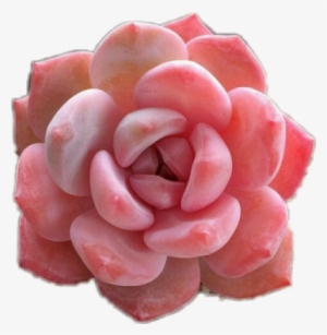 #spring#flower#hard Has Arrived#springy#spring Overlay#flower - Pink Succulent Transparent #4395280 #spring#flower#hard Has Arrived#springy#spring Overlay#flower - Pink Succulent Transparent #4395280