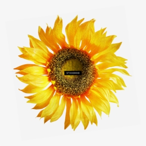 Sunflowers Sunflower - Sunflower On White Background #4398993