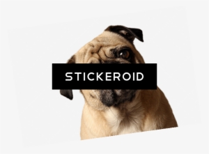 Pug Tilted Head - Pug #4399463