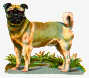 Digital Vintage Pug Dog Clip Art Download Png #4399703