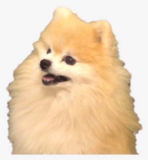 Memes - Skorpion Gif #440593