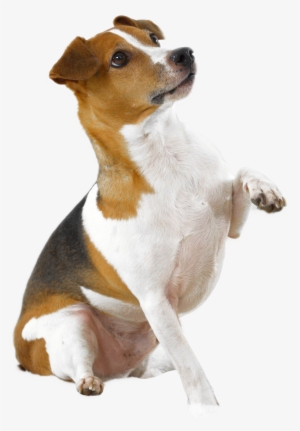 Dog Holding Paw Up Transparent Png Image - Dog With Paw Up Png #440766