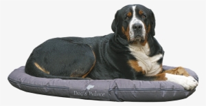 Bernese Mountain Dog - Dog #440798