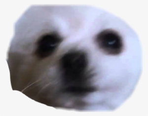 Report Abuse - Meerkat #440882